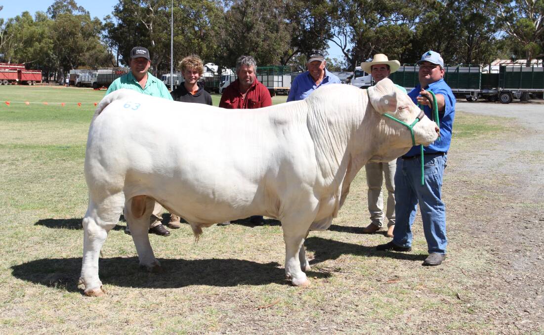 With the $13,000 top-priced Charolais bull at the sale, Copplestone Tramp T1 (P) (by Ascot
Louis P48), offered by the Milton familys Copplestone Charolais stud, Dardanup, were Brett Chatley
(left), Nutrien Livestock, Manjimup/Pemberton, buyers Allan and Scott Dunnet, SN Dunnet, Pemberton, Copplestone stud principal Peter Milton, Nutrien Livestock, Boyup Brook agent Jamie Abbs and Jarvis Polglaze, Brookside Charolais stud, Dardanup.
