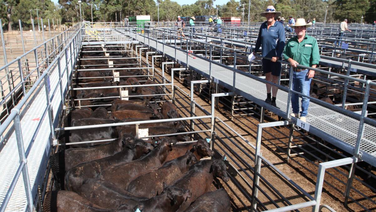 Vendor Dean Barbetti (left), P & S Barbetti & Son, Waterloo and Nutrien Livestock, Boyup Brook agent Jamie Abbs, look over some of the Barbetti familys 89 Angus steers which sold to the sales top liveweight price of 272c/kg and $923.
