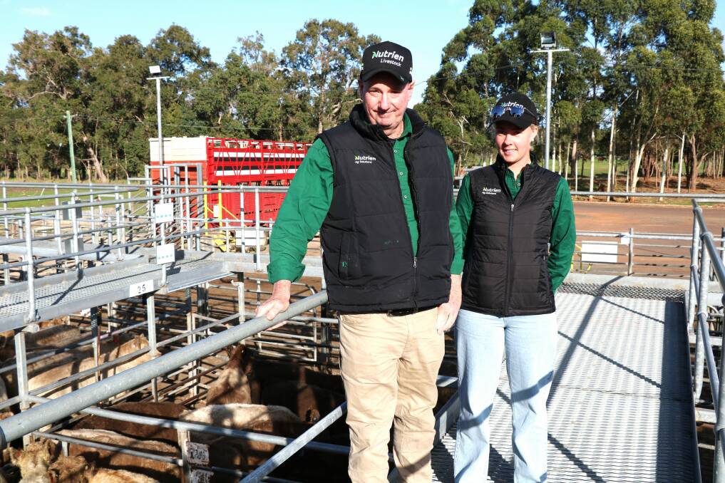 Nutrien Livestock, Albany representative Michael Lynch was at the sale with Nutrien Livestock trainee, Maddie Goerling. They travelled to the Boyanup sale from Albany and purchased the top-priced beef heifers at $1786, sold by Peter Johnston, Ferguson.