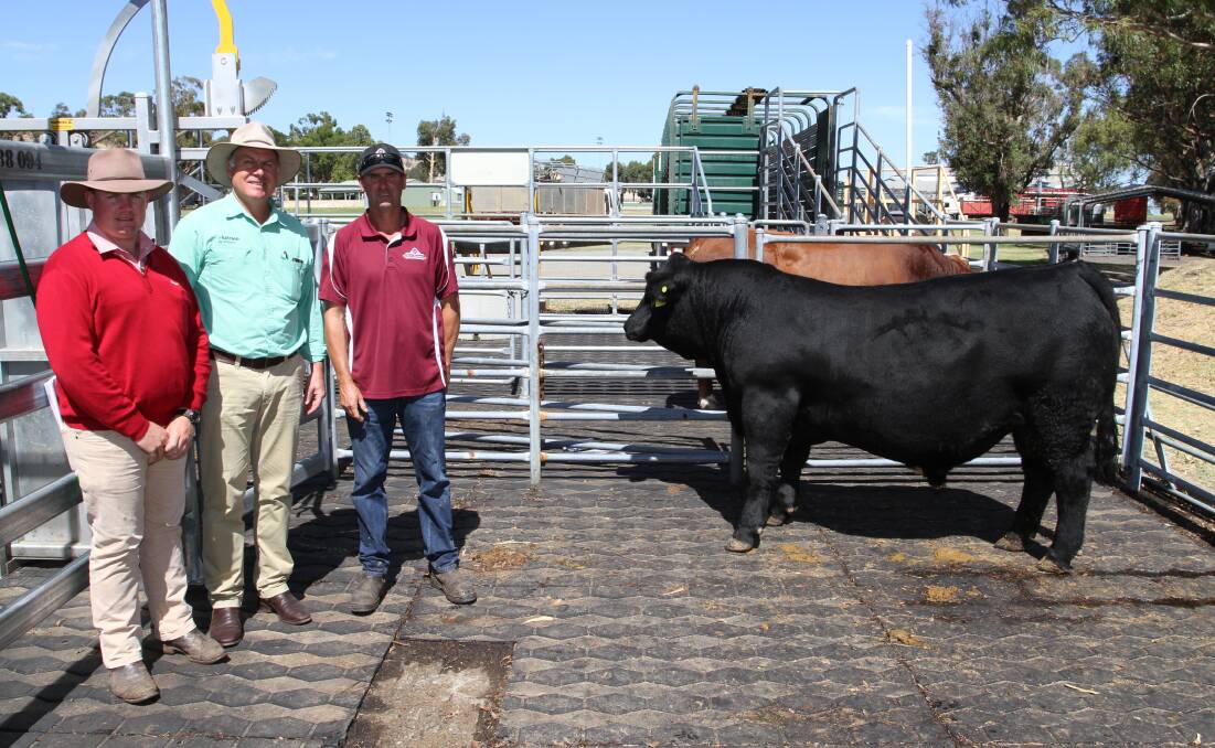 Black Simmental bull values topped at $20,000 for Mubarn Unbelievable U018 (PP) (ET) (by LFE Beast Mode 305D) from the Mubarn stud, Pinjarra. With the top-priced bull, purchased by Elite Cattle Company, Meandarra, Queensland, were Pearce Watling (left), Elders Donnybrook/Bridgetown, who represented the buyer, Nutrien Livestock, Waroona agent Richard Pollock and Mubarn stud principal Paul Tuckey.
