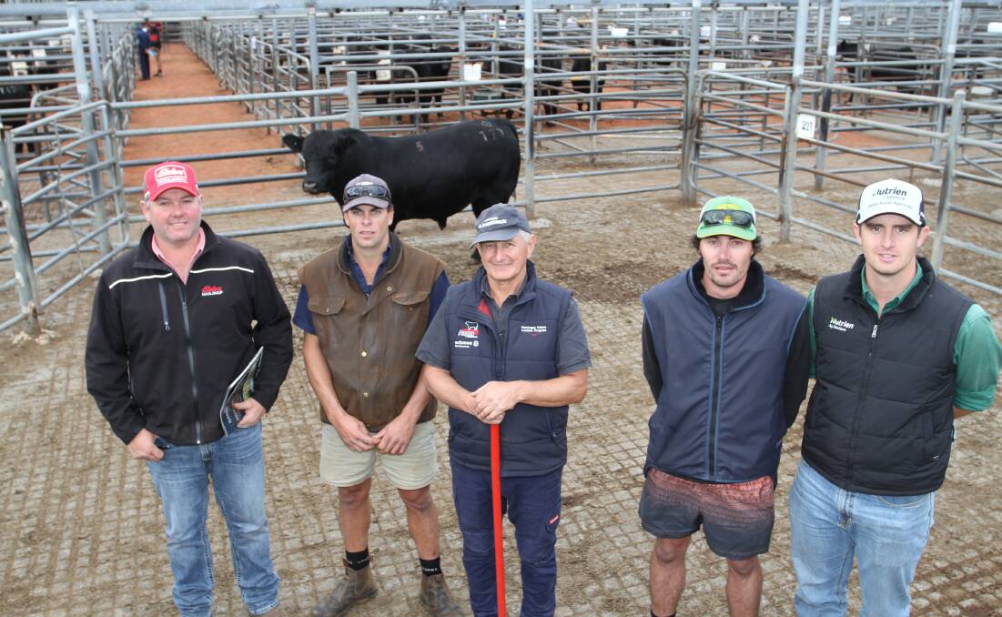 Values reached a $17,000 top price on three occasions at the Gandy Angus yearling bull sale at Boyanup last week. With one of the equal top-priced bulls Gandy Paratrooper T70 (by Millah Murrah Paratrooper P15) were Elders Manjimup/Pemberton representative Brad McDonnell (left), buyer Tom Oates, Illginup Farms, Busselton, Gandy Angus stud principal Kim Gandy, Manjimup, Matthew Harbeck, Illginup Farms and Nutrien Livestock trainee, Jordan Dwyer.