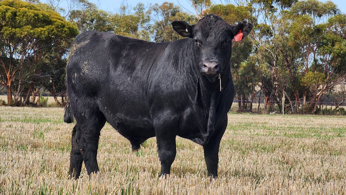 Hydillowah Angus, Hyden, will offer their annual sale team of 20 commercial yearling Angus bulls at the Nutrien Livestock June Special store cattle sale at Boyanup on Wednesday, June 7, including Hydillowah T627.