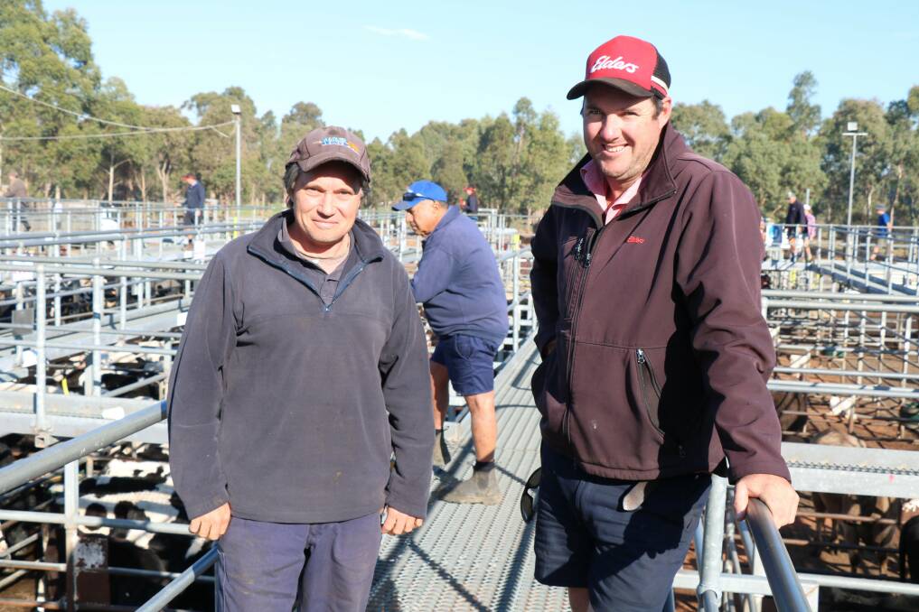 Manjimup farmer and carrier Shane Kamman (left) on the rail with Elders, Manjimup representative Cameron Harris. During the sale Mr Harris purchased numerous pens for clients.