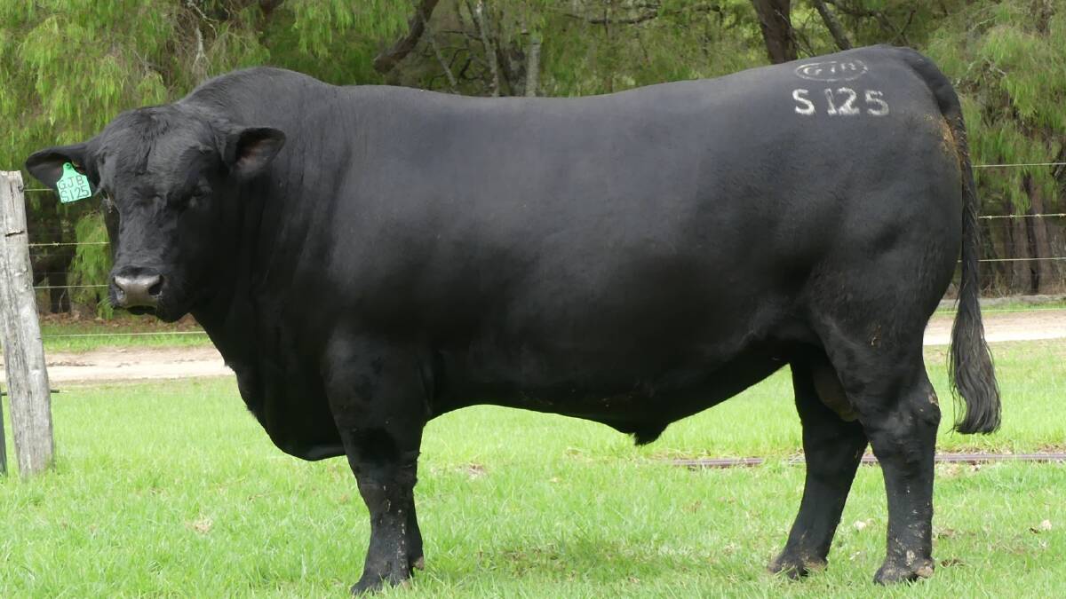 
The $12,000 top-priced Angus bull Monterey Stowaway S125 (by Millah Murrah Reality K61 son, Monterey Power Play P167), purchased on AuctionsPlus by a buyer from Aldavilla, New South Wales.

