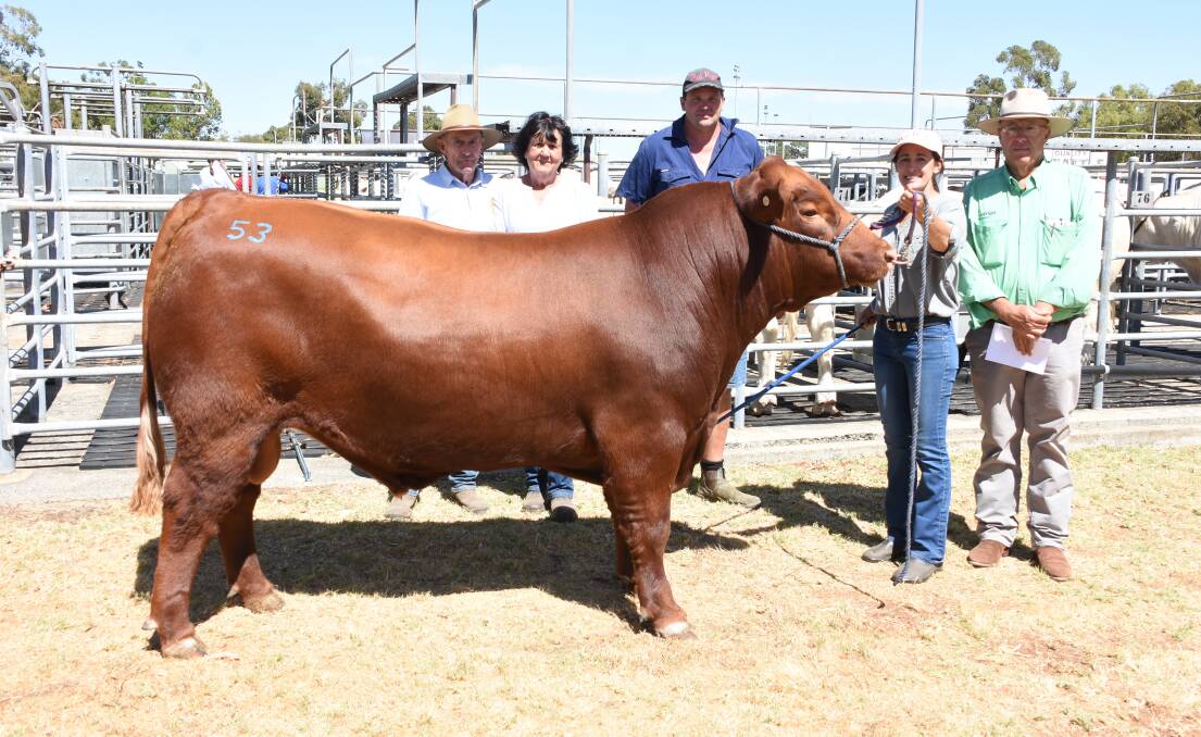 The Red Rock Red Angus stud, Ludlow, was the only vendor of Red Angus bulls in the sale and its offering topped at $11,000 for this sire Red Rock Thor T10 when it sold to the Kitchen family, Bandeeka stud, Boyanup. With the bull were buyers Tony (left) and Loreen Kitchen, Bandeeka stud, Red Rock principals Peter and Rebecca Bantock and Nutrien Livestock South West manager Mark McKay.
