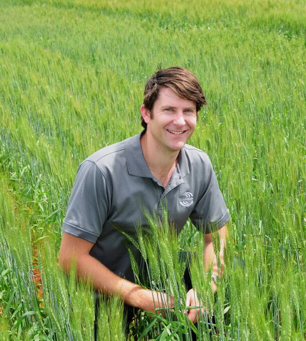  InterGrain wheat breeder Dan Mullan has delivered early-mid maturing Devil as an alternative AH/APWN wheat for WA growers.