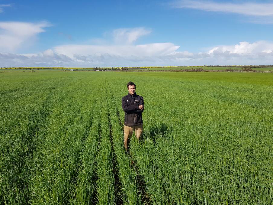 Latham grower Dylan Hirsch is pleased with how Buff barley is performing against Litmus so far this season.