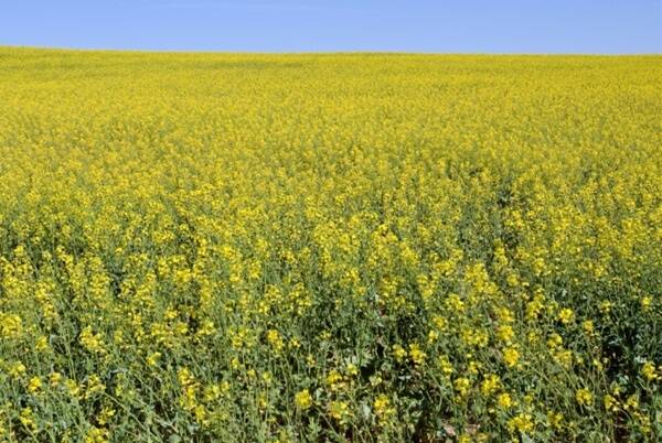 Canola hybrids must be turned over