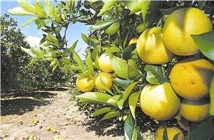 Citrus growers get glimpse of standards