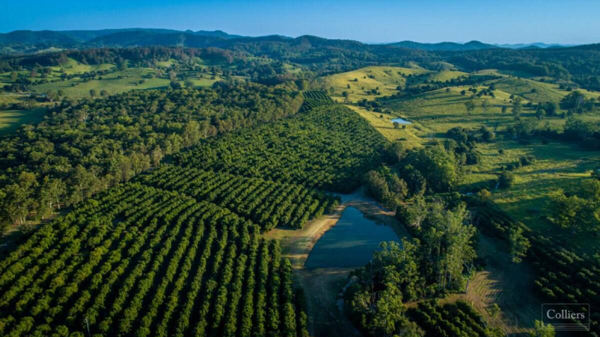Offers above $2.5 million are being sought on an established, productive macadamia farm. Picture supplied