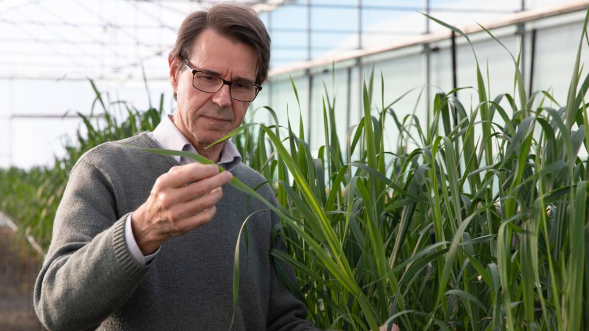 Professor Robert Park from The University of Sydney says crown rust has become an intractable constraint to oat production. Picture - supplied