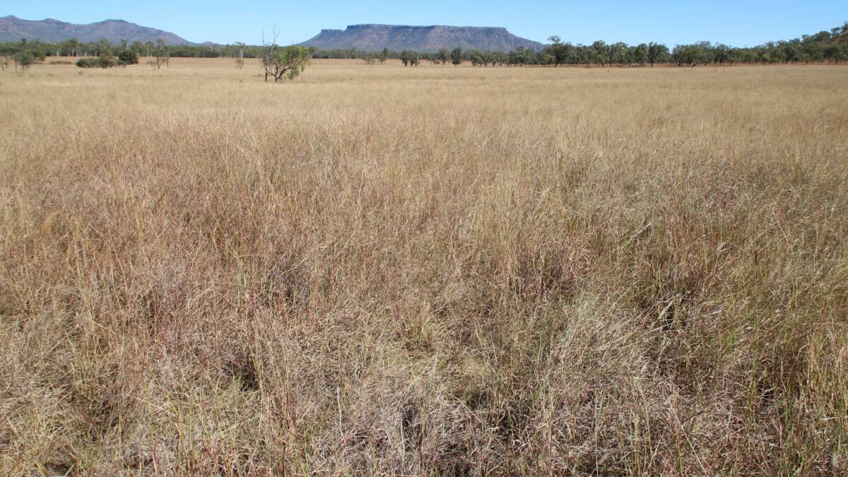 The grazing country is set around Mt Walker and is carrying a large body of blue, buffel, forest Mitchell grasses and other native pastures and legumes. Picture supplied