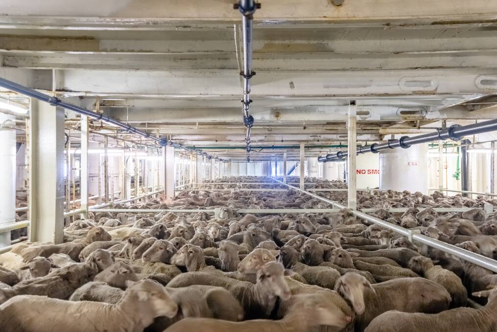  With a new season could come new market opportunities for WAs live sheep export industry. Photo by: The Livestock Collective.